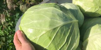 Городники пояснили, як поливати капусту, щоб вона не тріскалась 