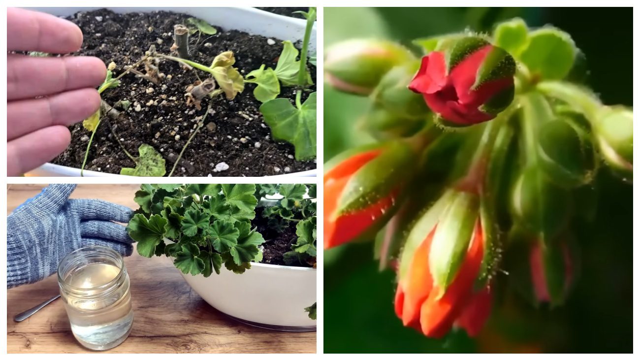 Квітникарі дали пораду щодо зимового цвітіння герані