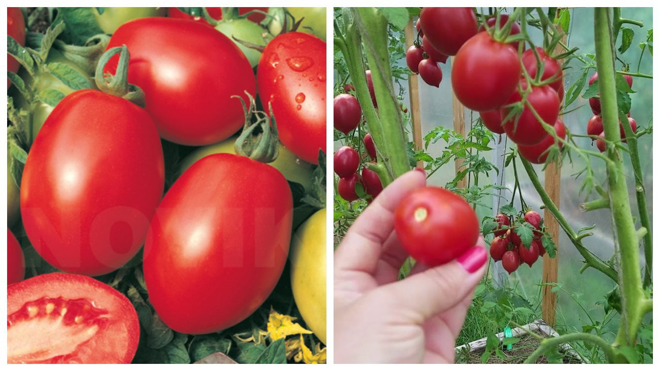 Ріо Гранде та Де Барао червоний