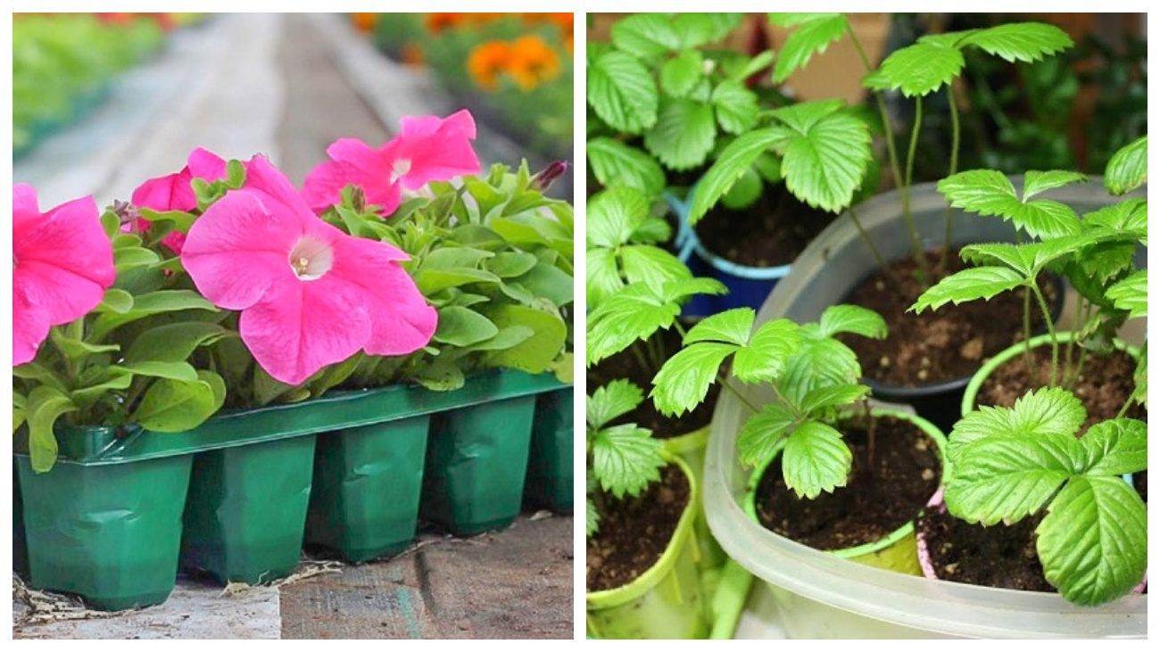 Городники склали місячний календар для посіву на лютий 2026 року