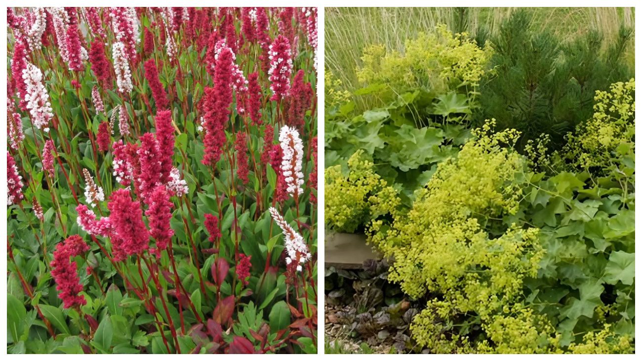 Гірчак афінський та манжетка м'яка