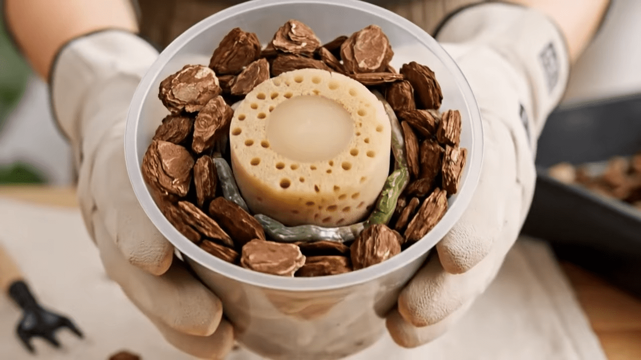 Квітникарі розповіли, що не можна тримати у горщику з орхідеєю