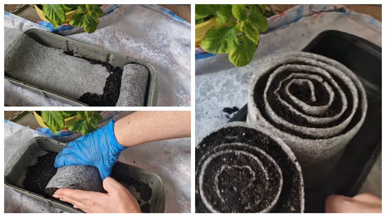 Городники поділились економним способом вирощування розсади на підвіконні