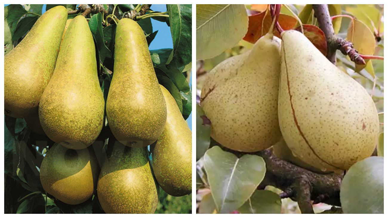 Конференція та Кюре