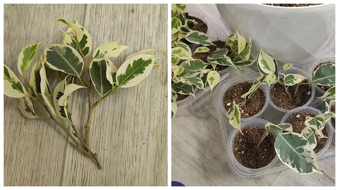 Квітникарі розповіли, як правильно формувати фікус Бенджаміна