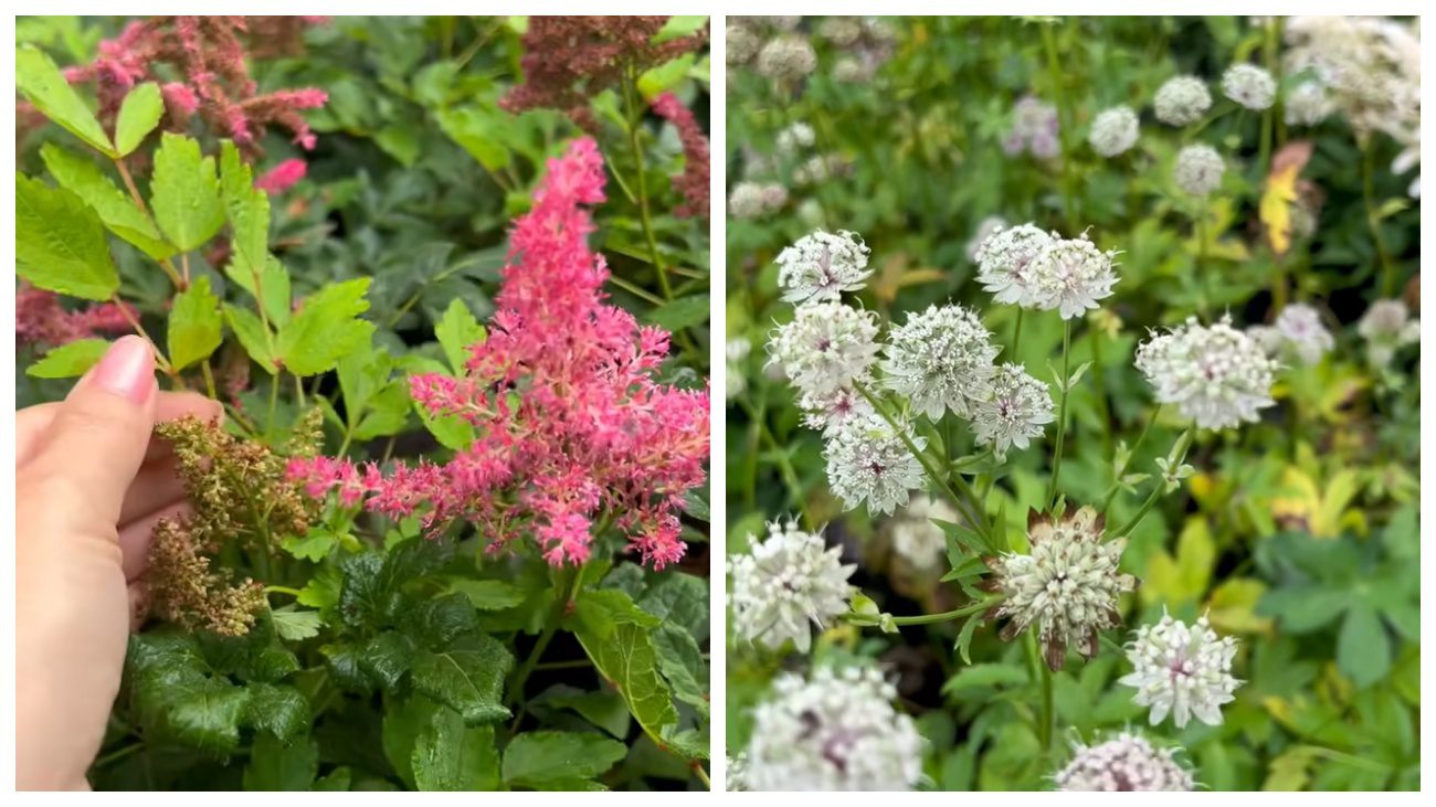 Квітникарі порадили рослини для тіньових ділянок саду