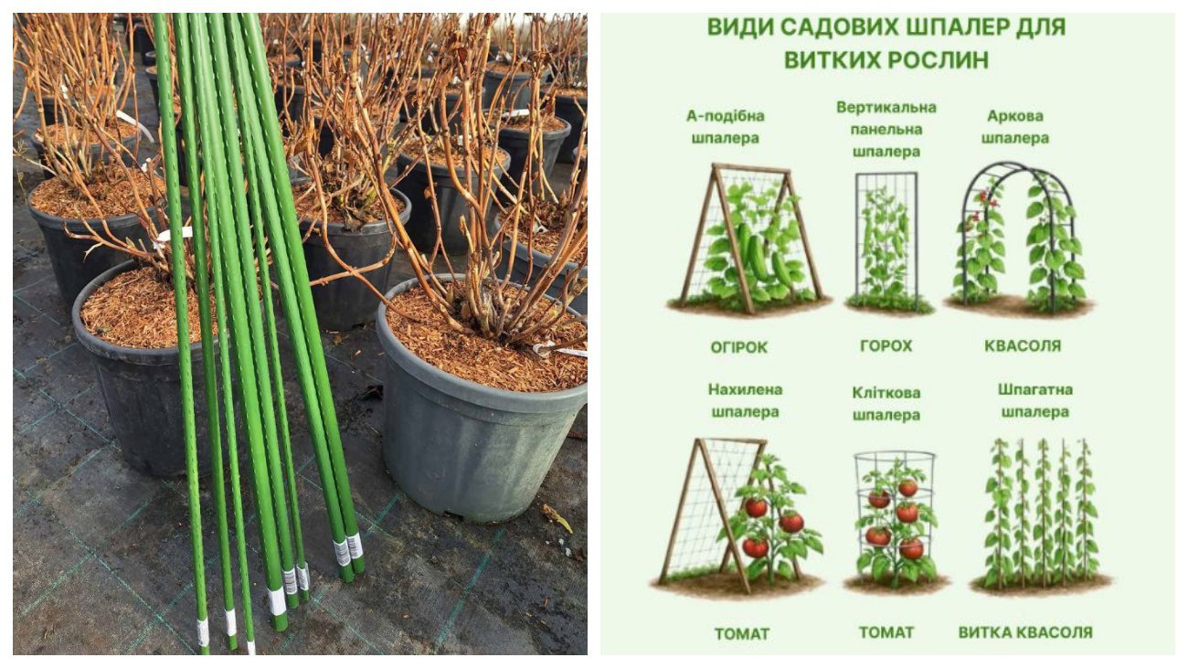 Городники порадили види шпалер для витких рослин на городі