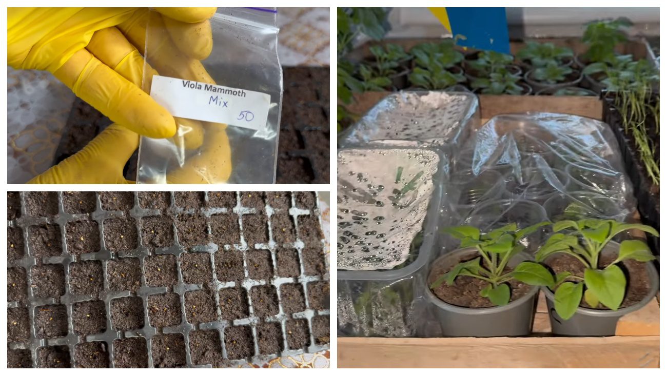 Квітникарі розповіли про зимовий посів великоквіткової віоли