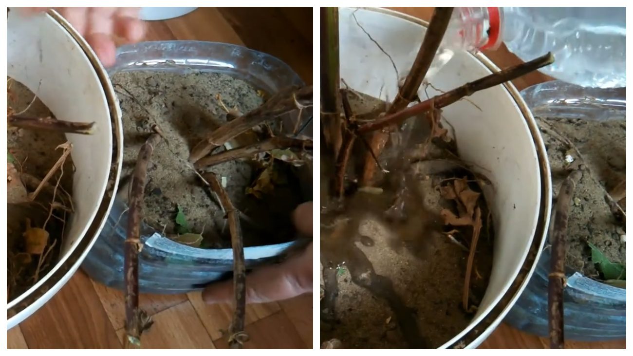 Квітникарі розповіли, як взимку зберігати цибулини жоржин у квартирі