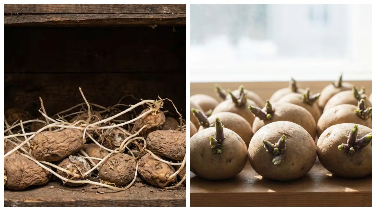 Городники розповіли про технологію вирощування картоплі