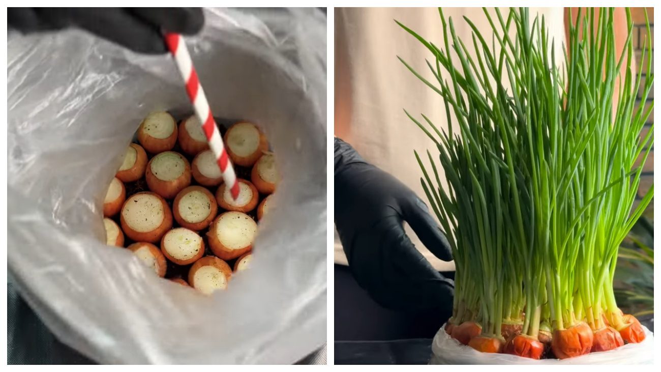 Городники порадили цікаві лайфхаки вирощування цибулі на перо