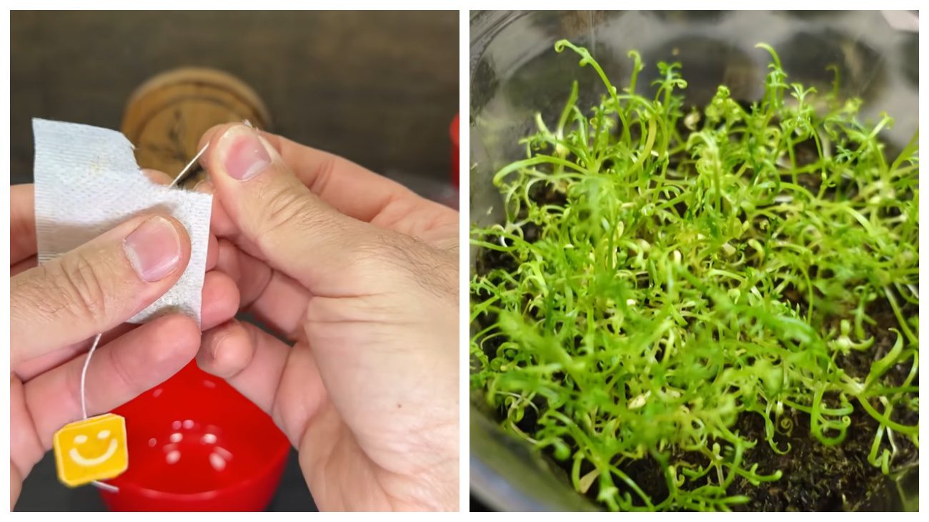 Садівники розповіли, як виростити ромашку з чайних пакетиків