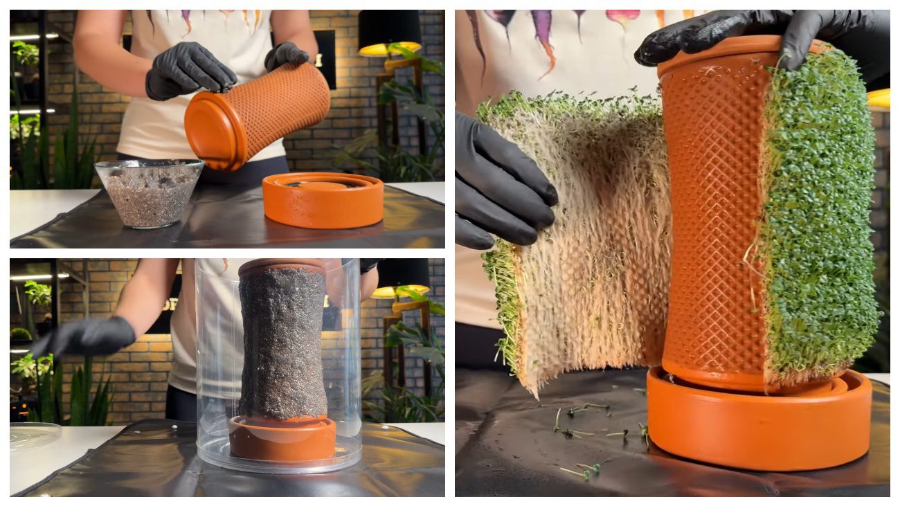 Експерти поділилися новітнім способом вирощування мікрозелені вдома