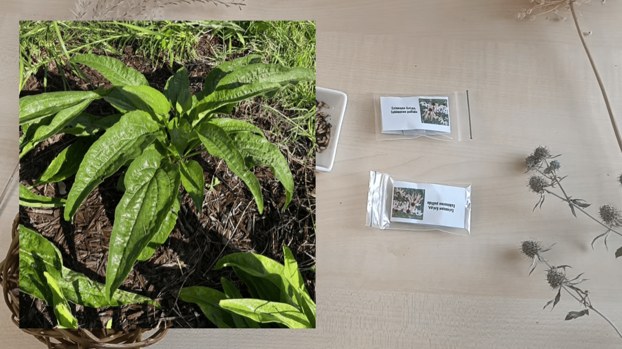 Квітникарі розповіли про способи вирощування ехінацеї з насіння