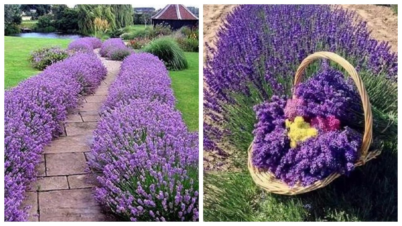 Садівники поділились досвідом сіяння лаванди по снігу