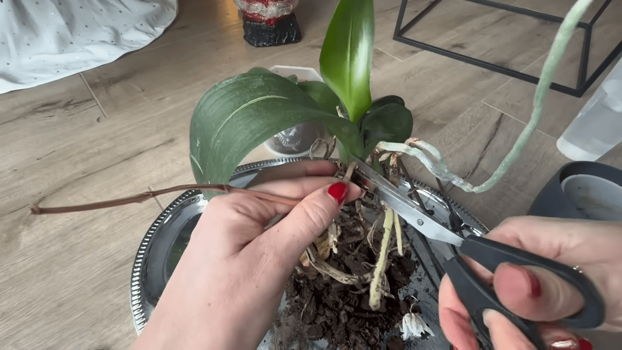 Квітникарі вказали на помилку, через яку орхідея повторно не цвіте