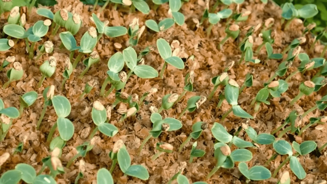 Городники поділились методом вирощування огіркової розсади у гарячій тирсі