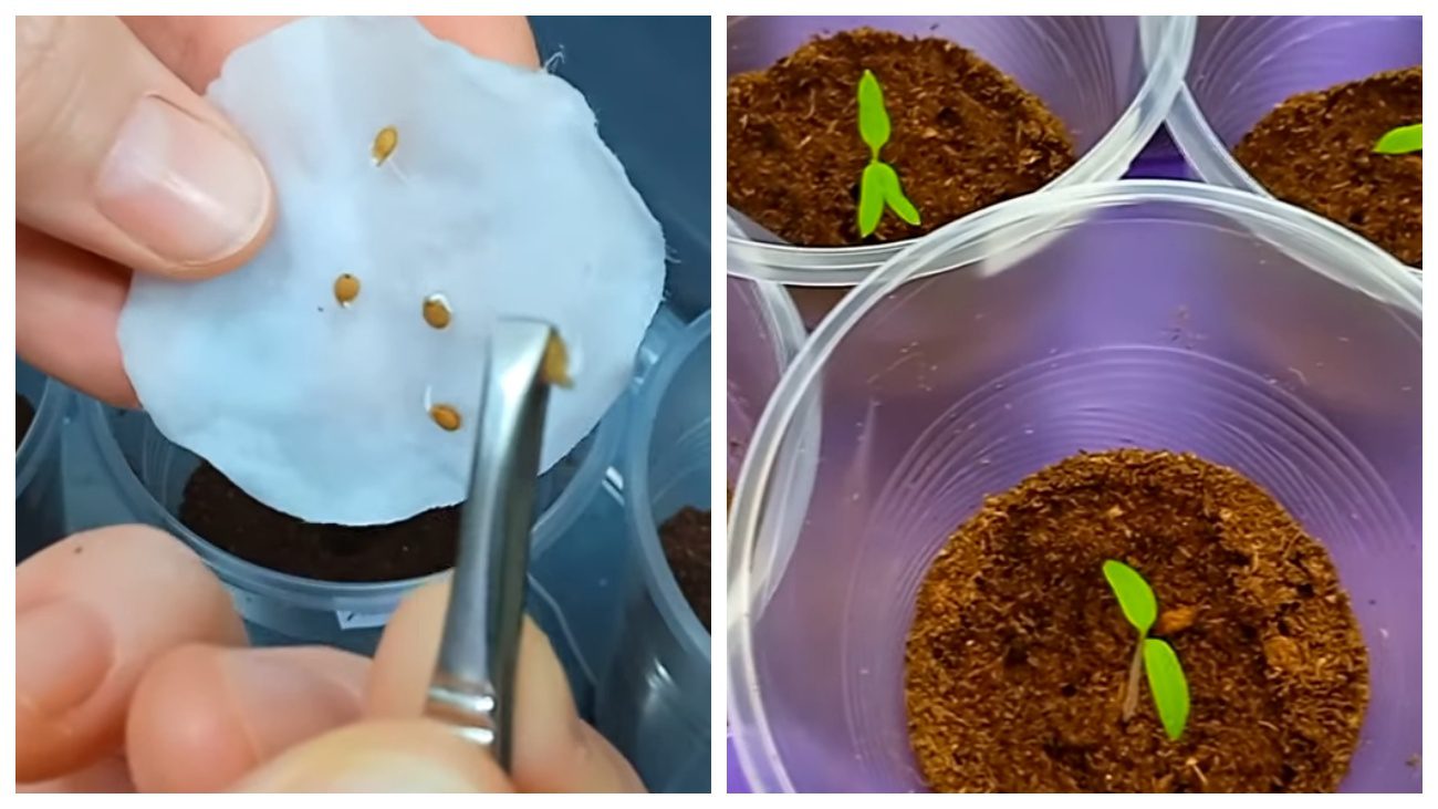 Городники назвали точні терміни посіву помідорів й 2 перевірені способи