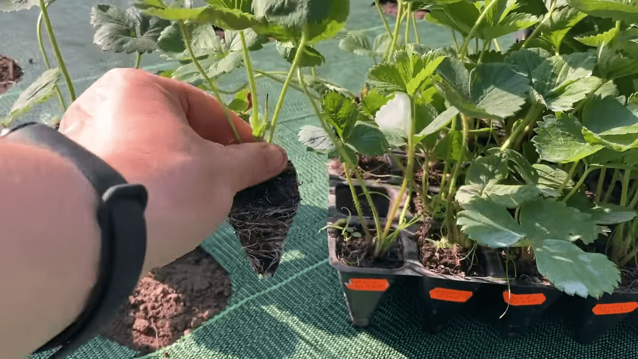 Садівники склали рейтинг видів розсади полуниці