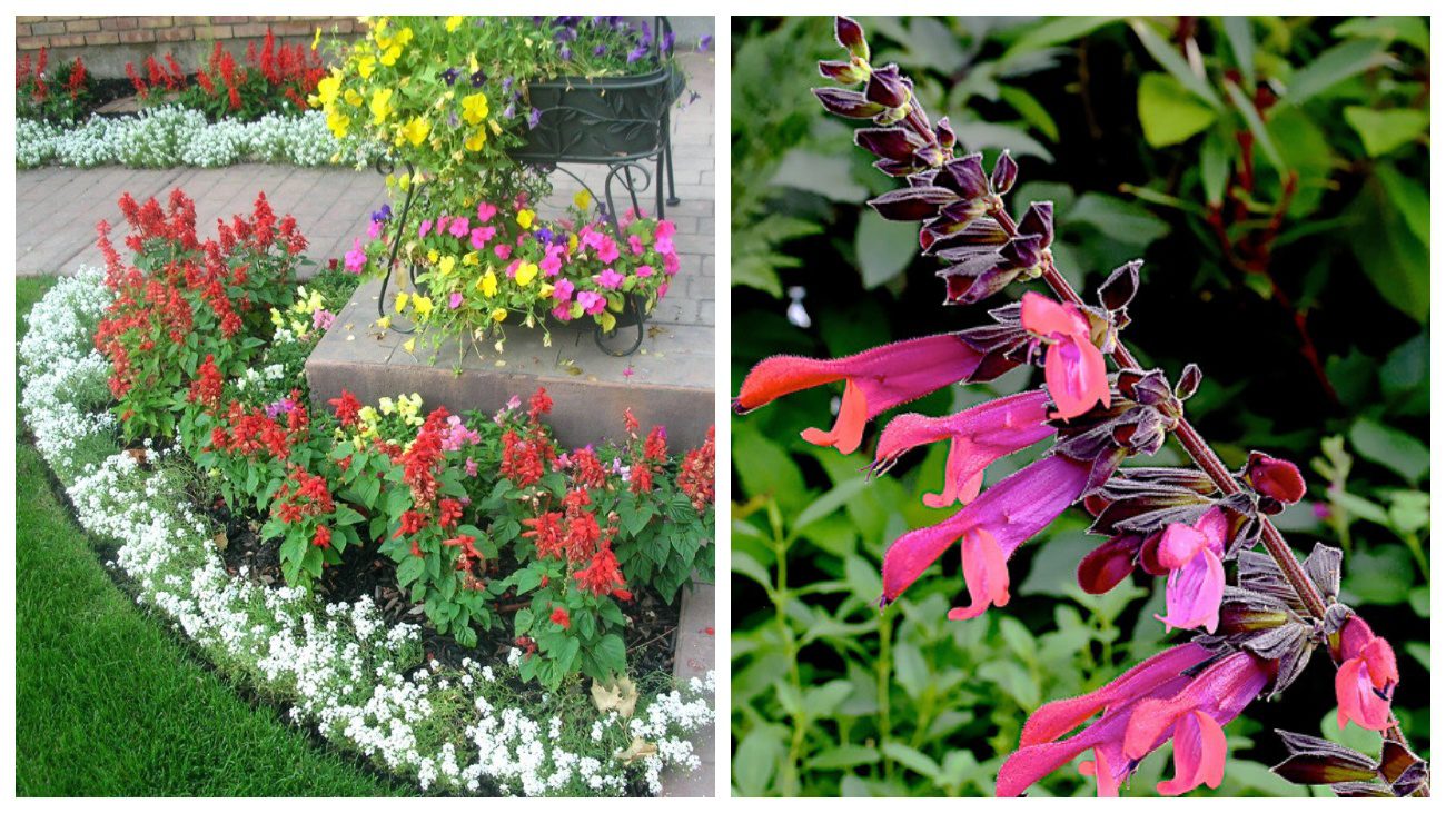 Квітникарі назвали квіти, які цвітуть найдовше