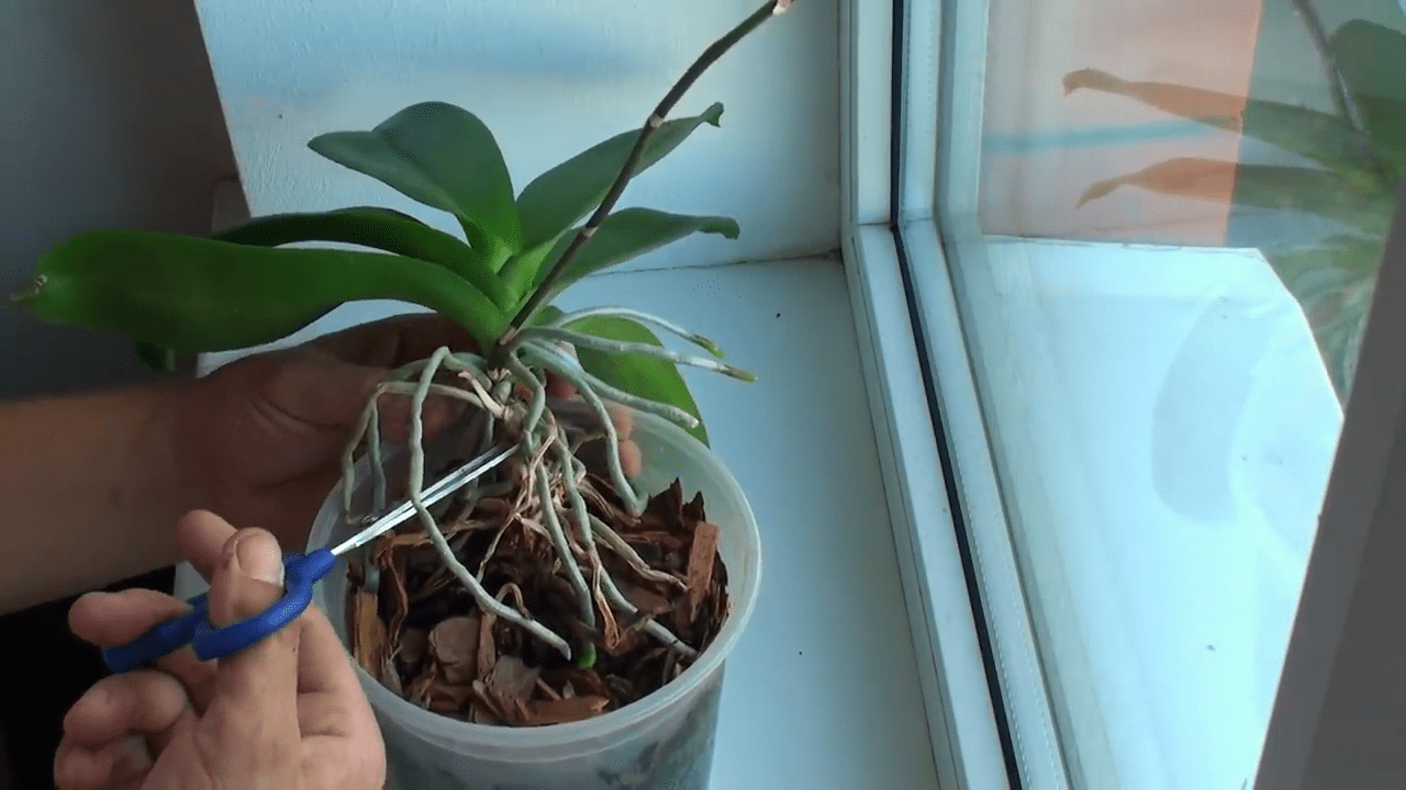 Квітникарі розповіли, як правильно поділити орхідею