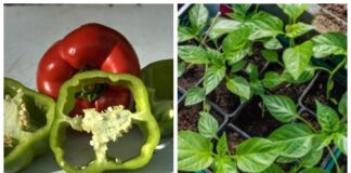 Городники розповіли, в які дні січня й лютого сіяти перець на розсаду