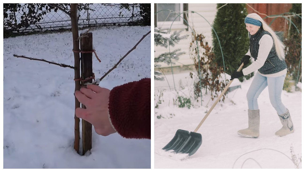 Садівники порадили, як правильно утеплювати сад