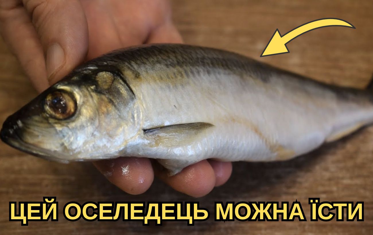 Як визначити свіжість оселедця в магазині