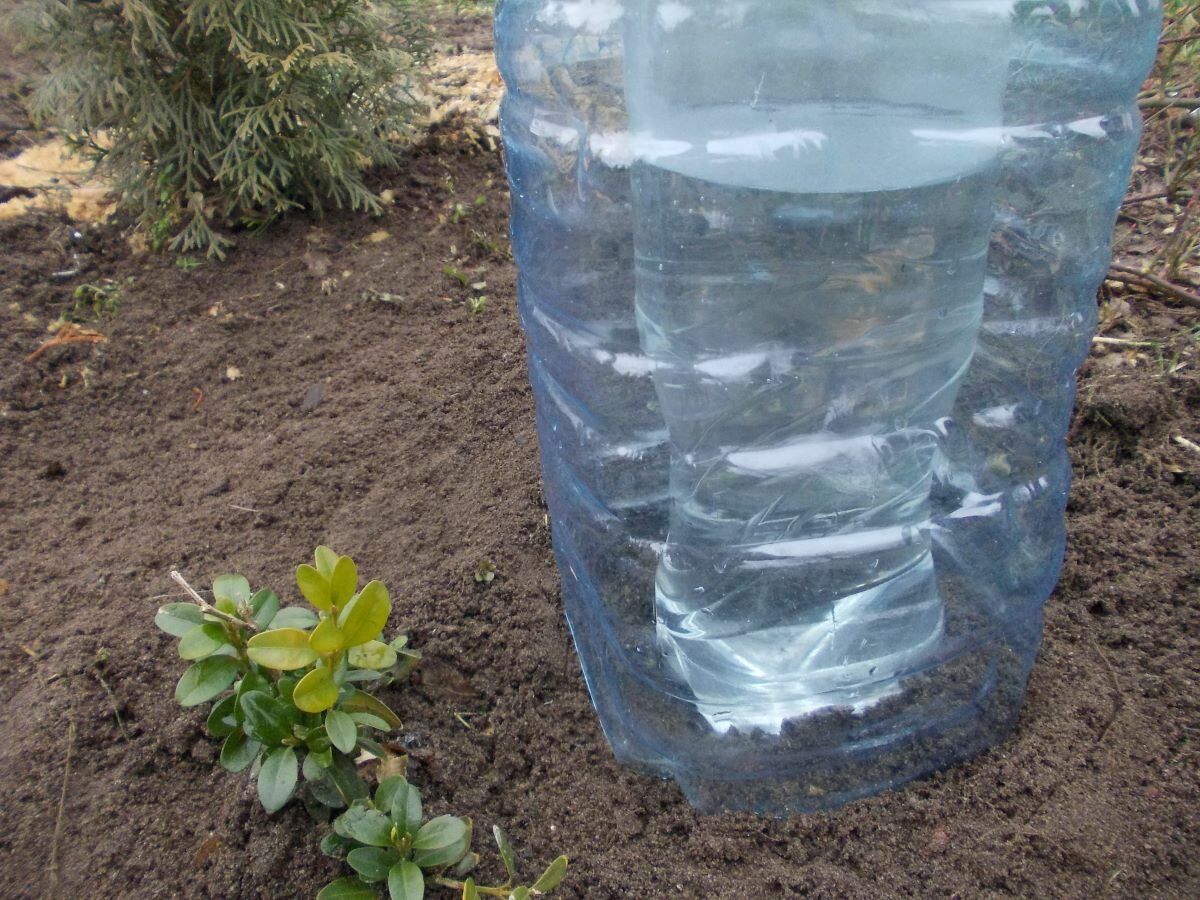 Експерти поділились порадами, як використовувати пусті пластикові пляшки на власній грядці