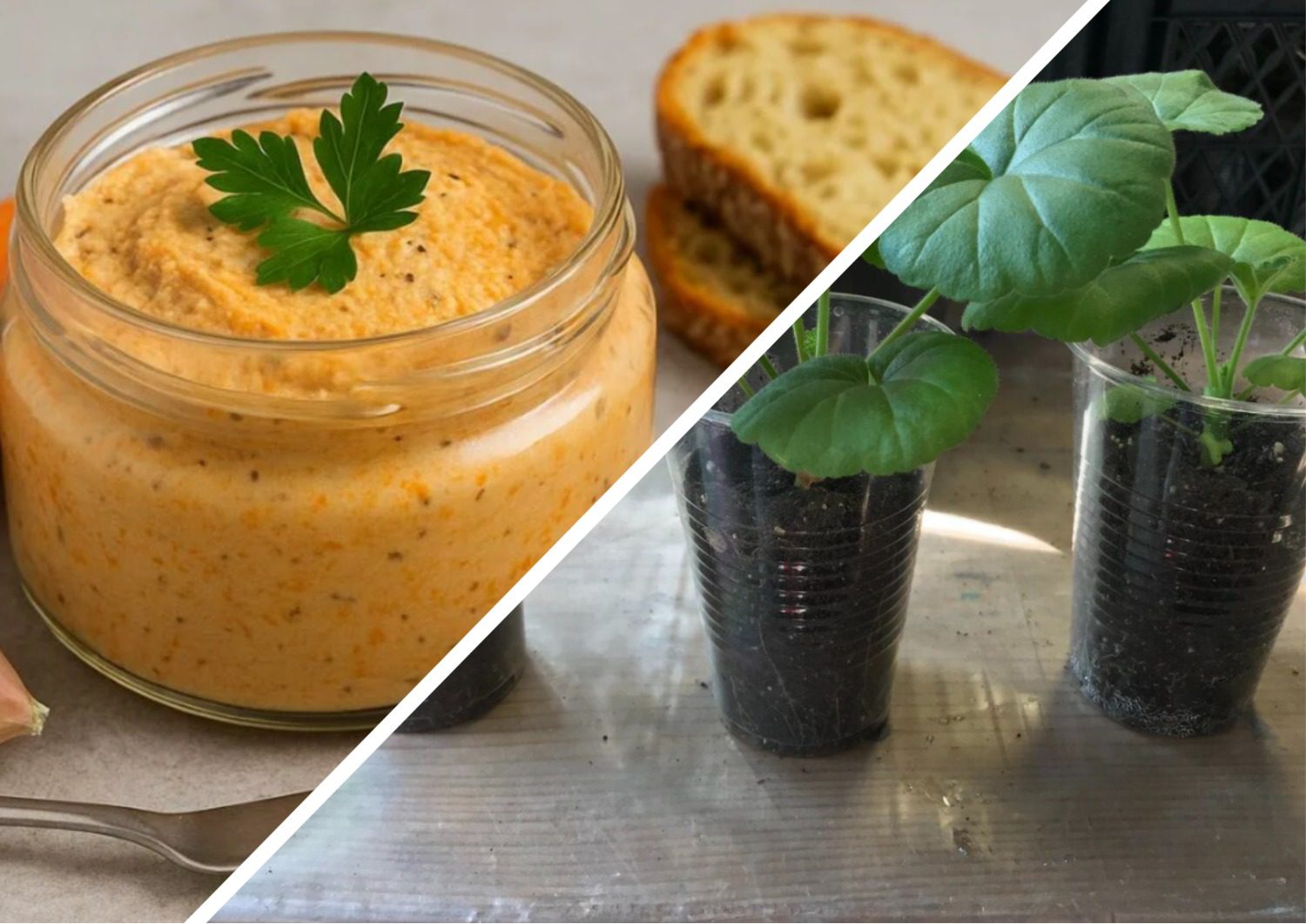 Як використовувати скляні баночки для розсади