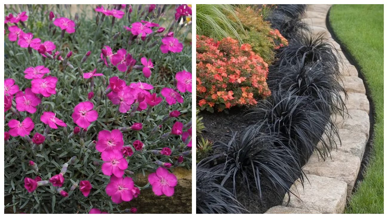 Гвоздики сизі та офіопогон