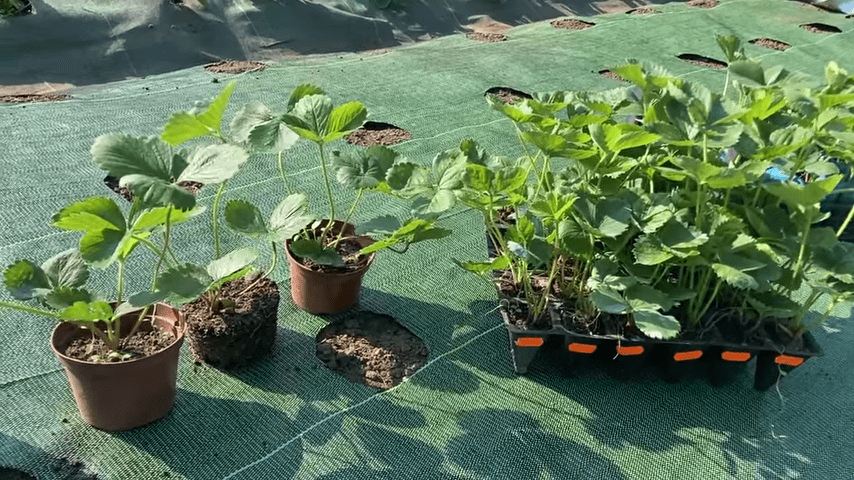 Садівники склали рейтинг видів розсади полуниці