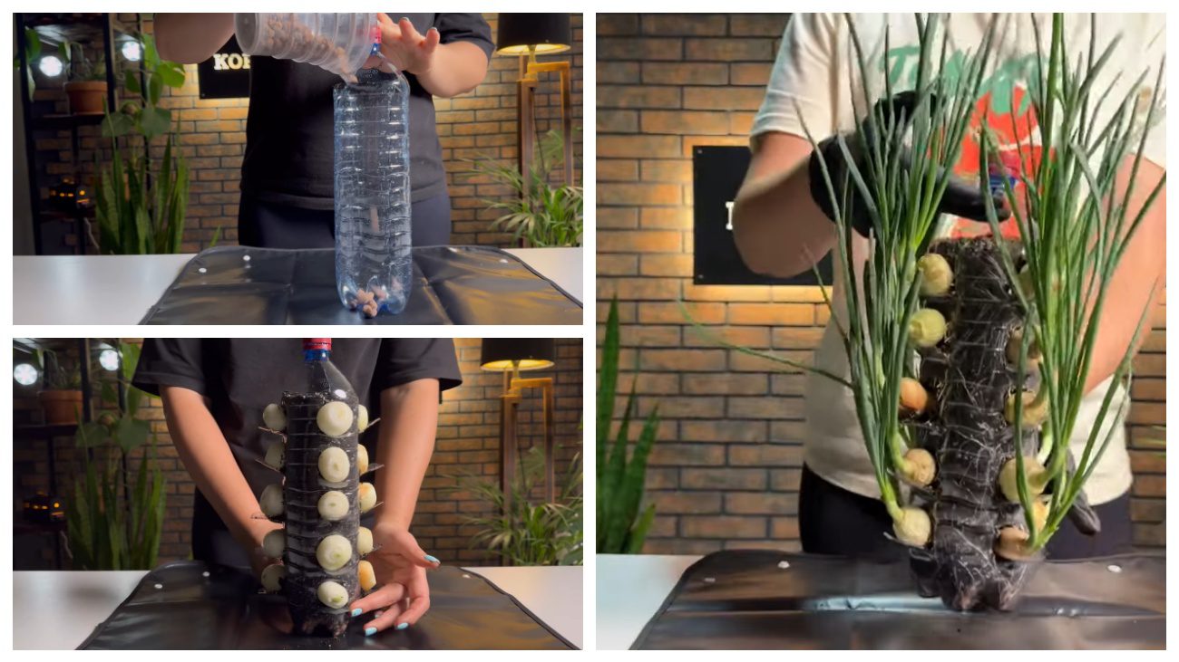 Городники порадили цікаві лайфхаки вирощування цибулі на перо