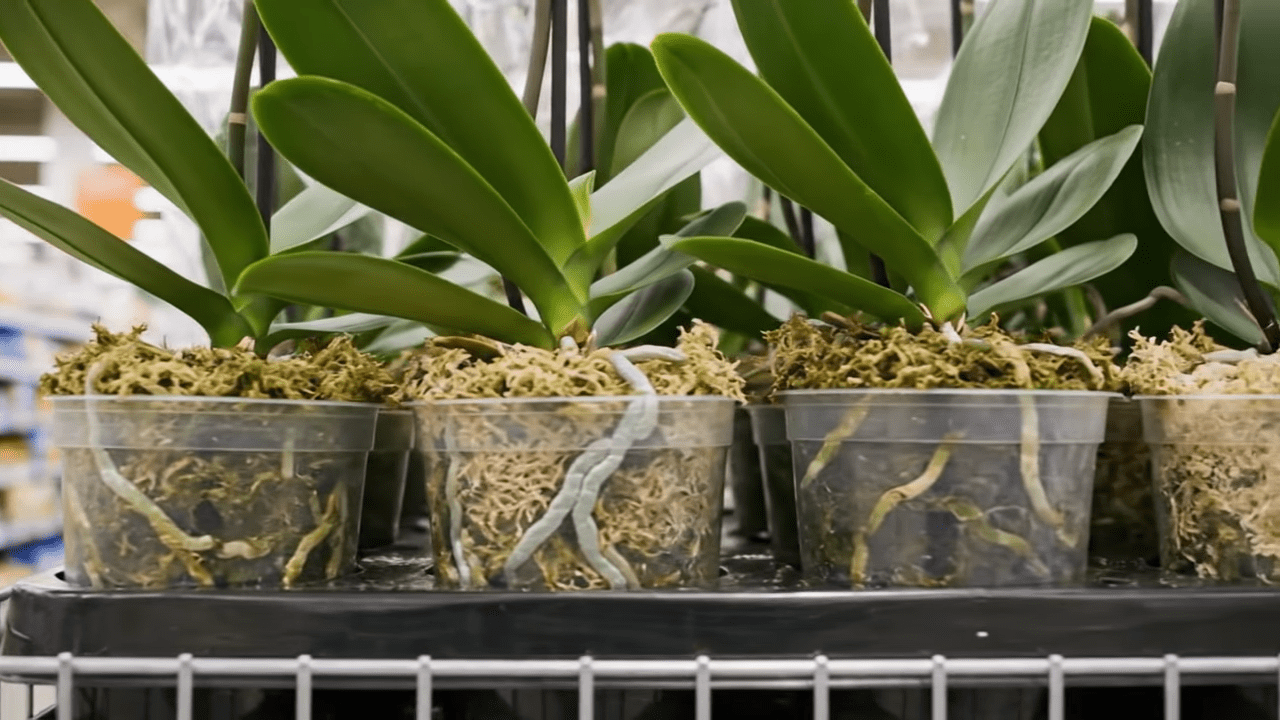 Квітникарі розповіли, що не можна тримати у горщику з орхідеєю