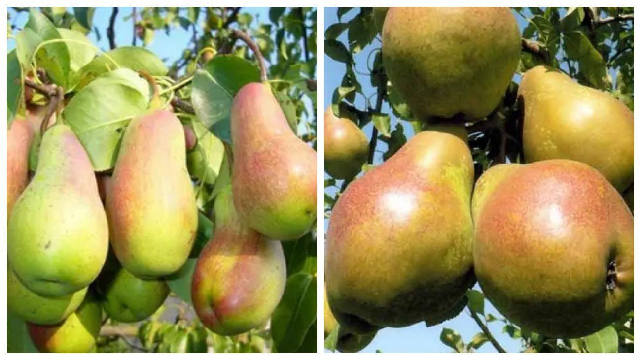 Еріка та Деканка зимова