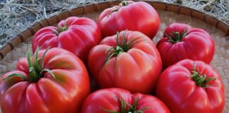 Городники пояснили, як виростити гарні помідори на городі 