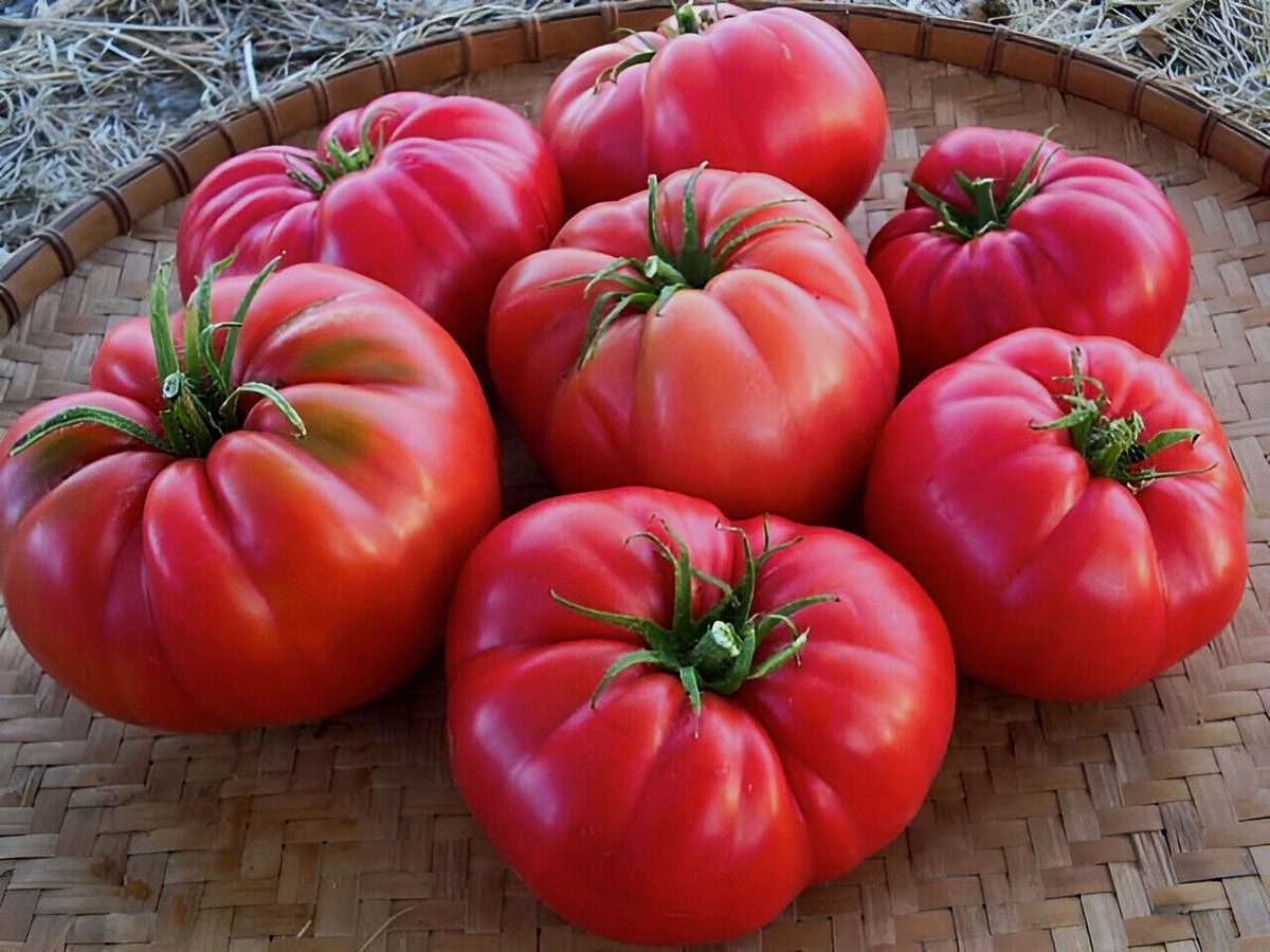 Городники розповіли, які помідори посадити на городі, аби отримати високий і смачний урожай