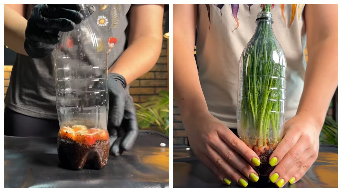 Городники порадили цікаві лайфхаки вирощування цибулі на перо