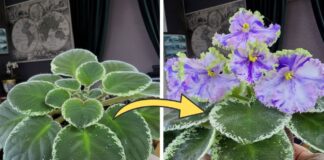 Як стимулювати цвітіння фіалки