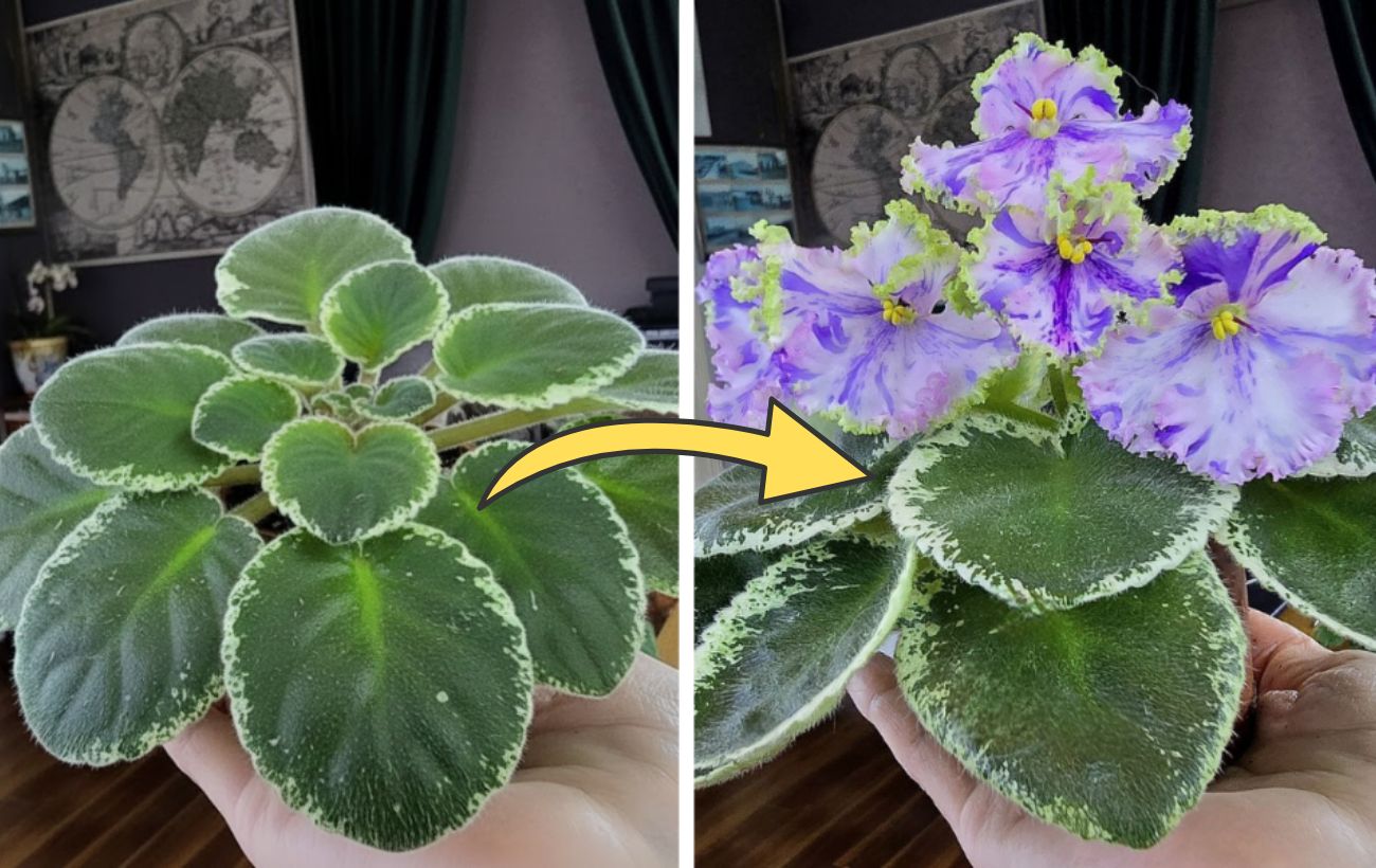 Як стимулювати цвітіння фіалки