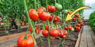 Городники розповіли, яке натуральне добриво збільшує врожайність томатів