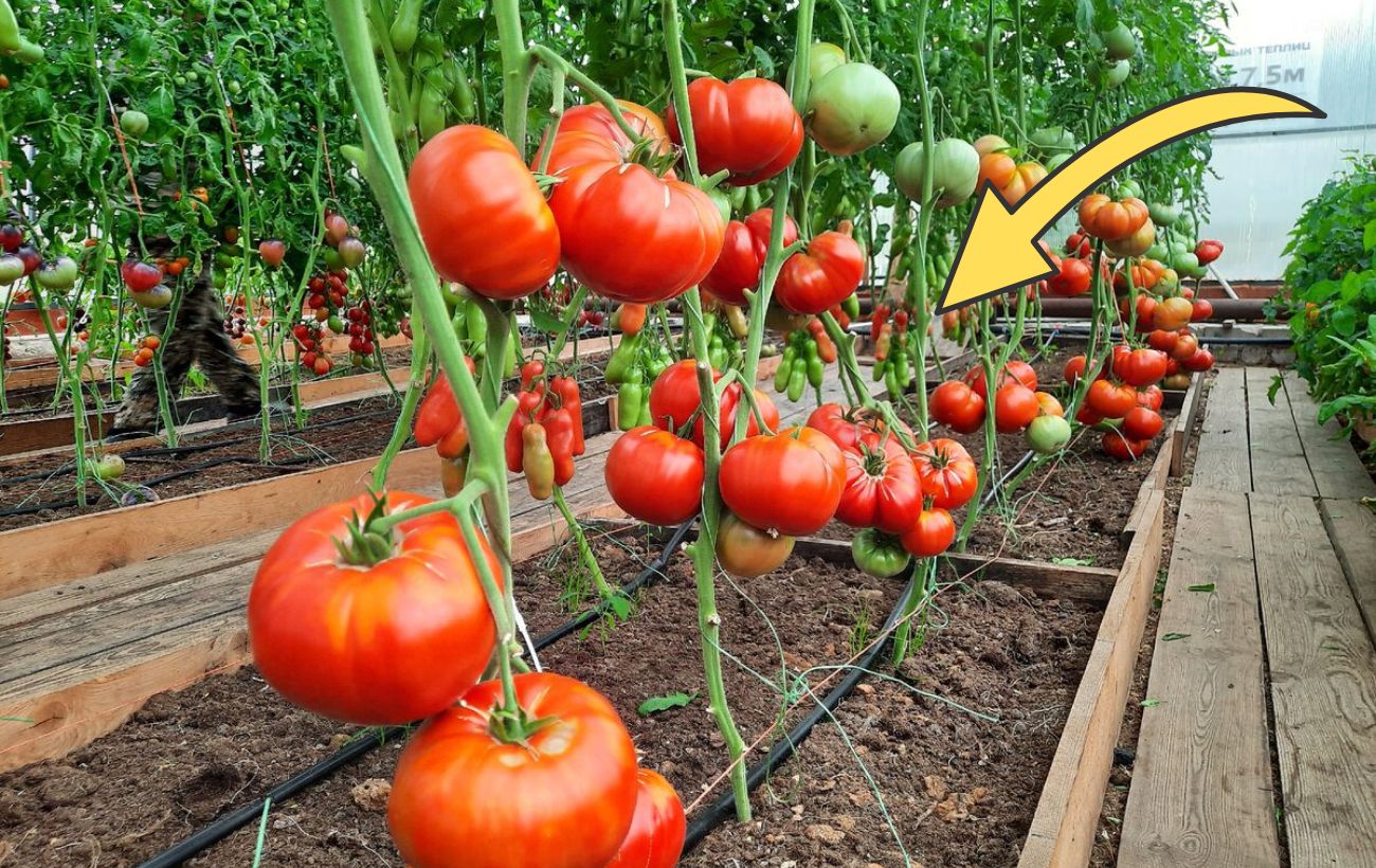 Городники розповіли, яке натуральне добриво збільшує врожайність томатів
