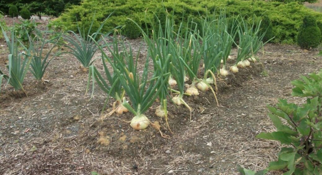 Зупиніться і схаменіться! Ці 5 рослин – найкращі “сусіди” для цибулі, а інші садити суворо заборонено 