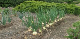 Городники розповіли, які рослини можна садити поруч із цибулею