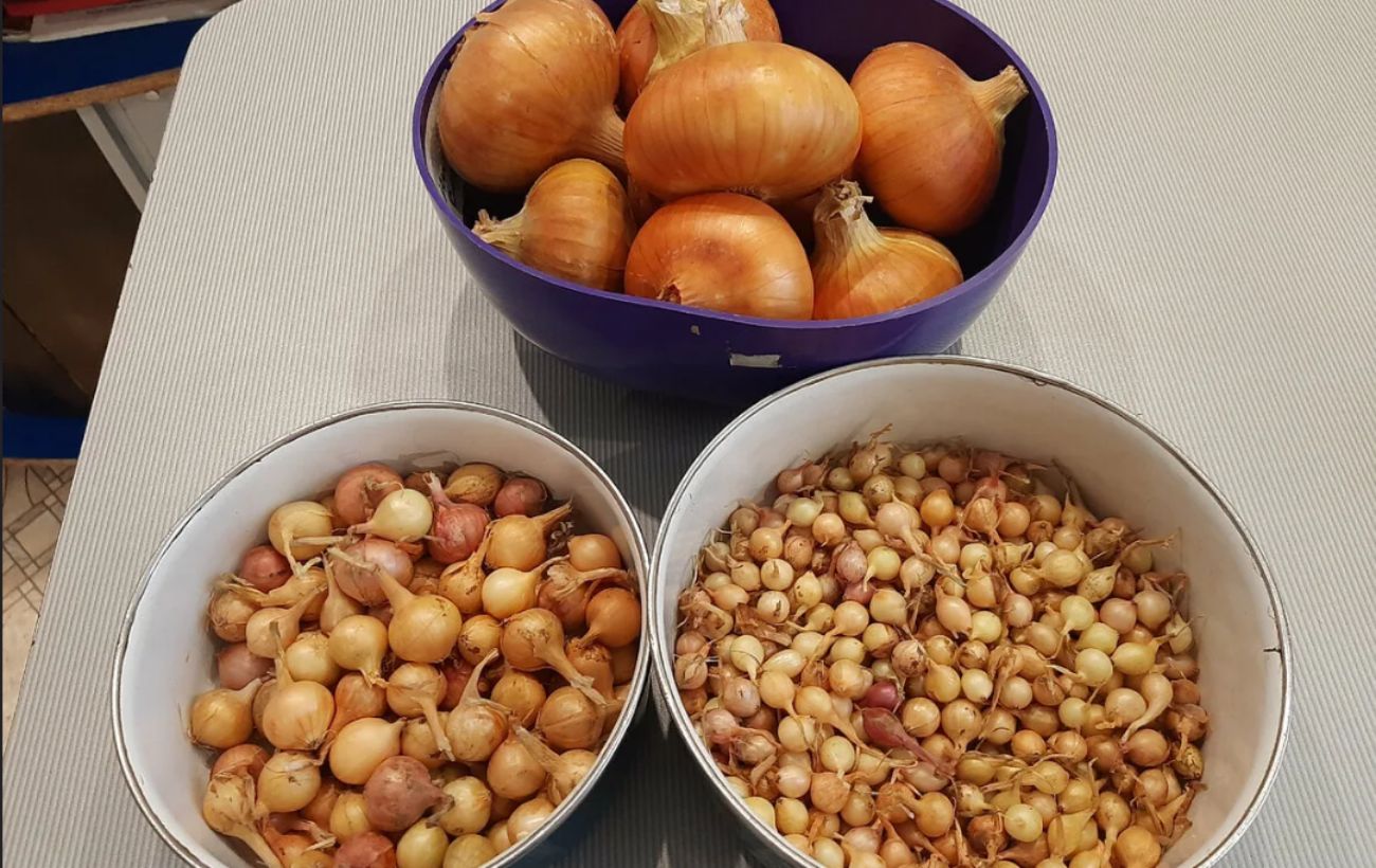 Експерти розповіли, як зберігати цибулю без псування довго – буде ставати тільки смачнішою