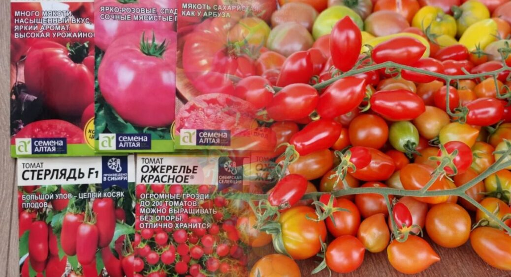 На ринку ледве не побилась за це насіння: сорт томатів, який дає по 10 кг врожаю навіть у холодне літо 
