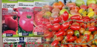 Який сорт томатів посадити на грядці 2026 року