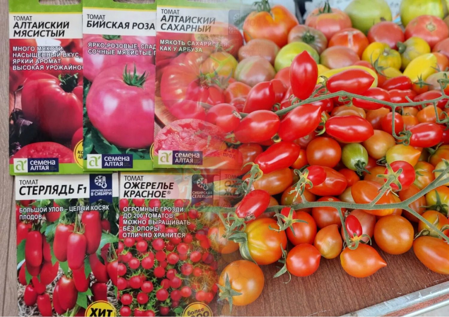 Який сорт томатів посадити на грядці 2026 року