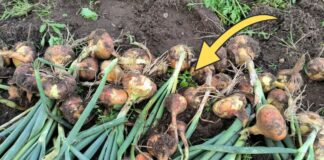 Як зберігати цибулю без псування до весни