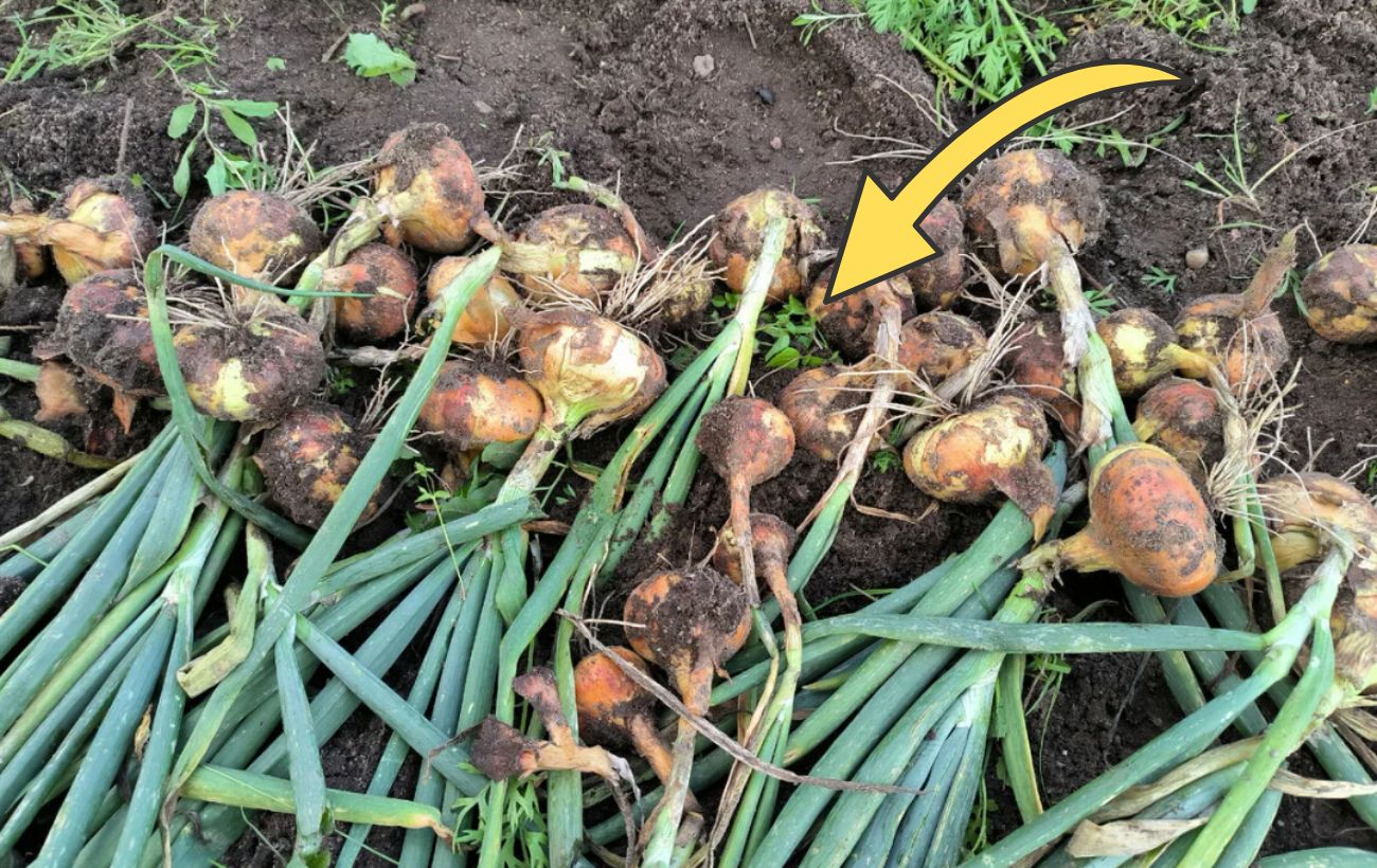 Як зберігати цибулю без псування до весни